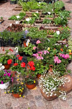 flower plants and flowerpots on the market