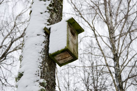 bird nesting box house covered with snow attached to birch tree trunk in winter.