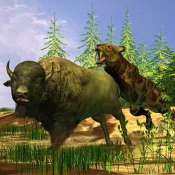A Saber-Tooth Cat pounces onto a frightened Buffalo in prehistoric times.