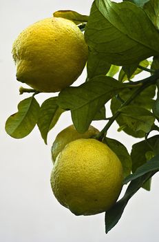 Lemons tree