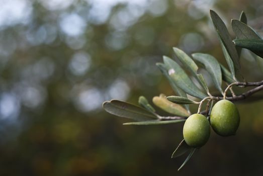 green olives on the tree. Selective Focus