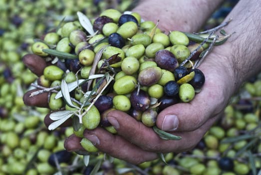 These hands are checking the olive harvest.Olives picking in Sicily- Italy