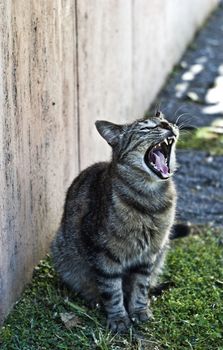 yawning cat