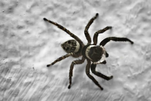 Brown spider on wall