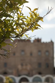 branch and the Zisa Castle in the background. Palermo- Sicily- Italy