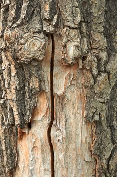 Fragment of dried oak barrel with partially stripped bark