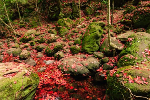 Red maple leaf during fall at Phukradung National Park, Loei, Thailand.