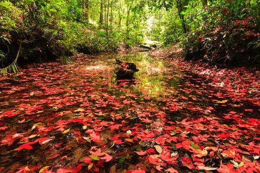 Red maple leaf during fall at Phukradung National Park, Loei, Thailand.