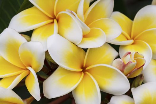 Branch of tropical flowers frangipani (plumeria), Thailand.