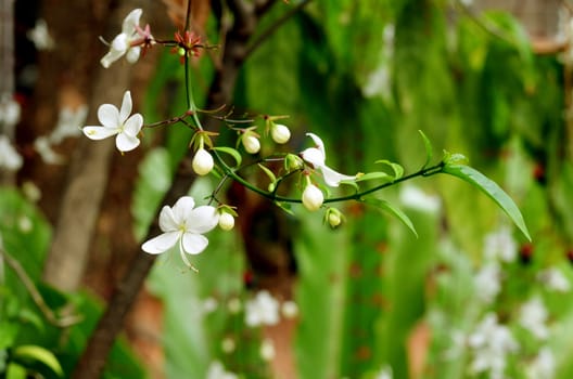 white flower in garden (Clerodendrum smithianum)