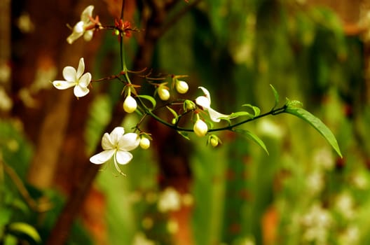 white flower in garden (Clerodendrum smithianum)