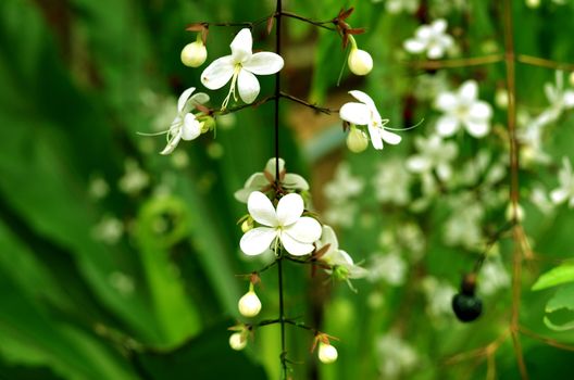 white flower in garden (Clerodendrum smithianum)