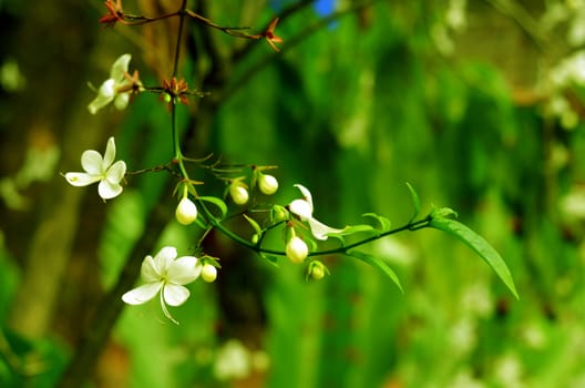 white flower in garden (Clerodendrum smithianum)