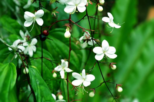 white flower in garden (Clerodendrum smithianum)