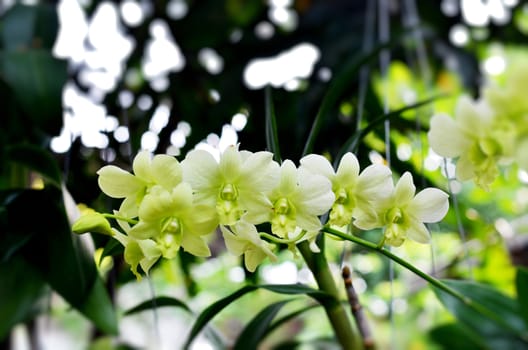 Nuevo green dendrobium orchids in garden