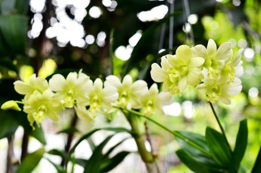 Nuevo green dendrobium orchids in garden