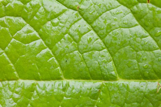 Texture of a living green leaf closeup