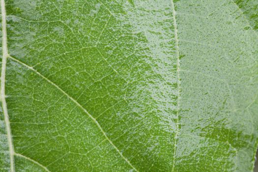 Texture of a living green leaf closeup