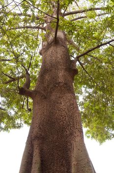 Tree with thorns on the trunk