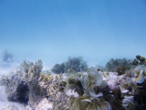 algea growing on top of a rock at the bottom of the sea