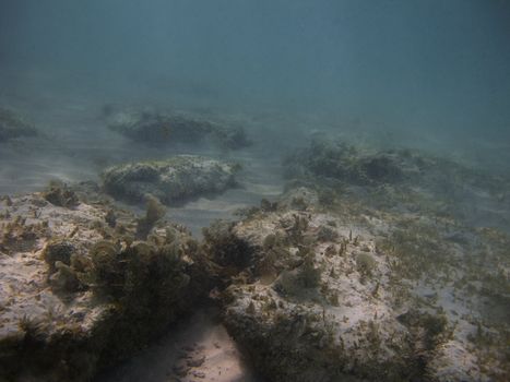 algea growing on top of a rock at the bottom of the sea