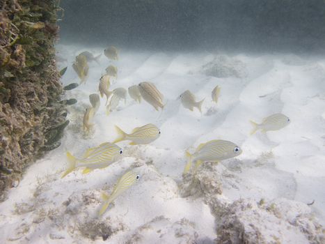 School of juvenile french grunt