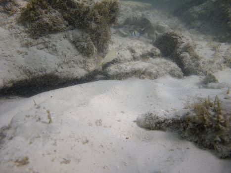 two little fish swimming around rocks