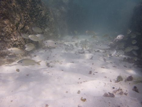 school of fish swimming towards the camera
