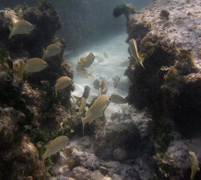 juvenile french grunt hiding between the rocks