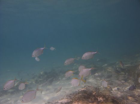Fish swimming around a rock formation