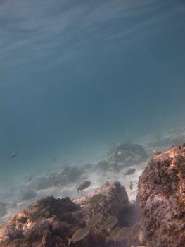 juvenile fish swimming in a reef