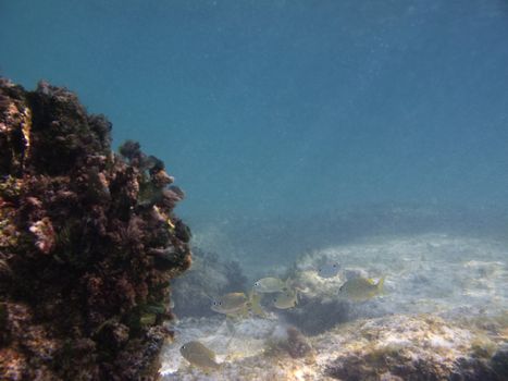 juvenile french grunt swimming to go hiding behind rocks