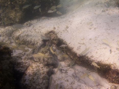 School of many different fish swimming around rocks