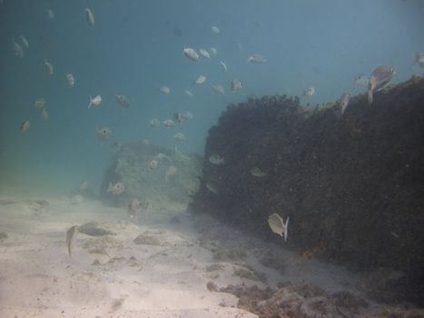 School of many different fish swimming around rocks
