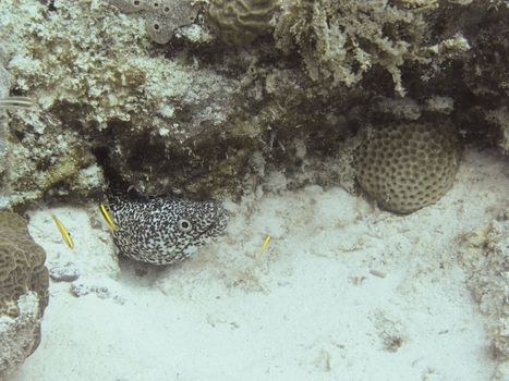 moray eel hidding behind rocks