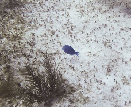 Lonely doctorfish swimming in a sandy bottom