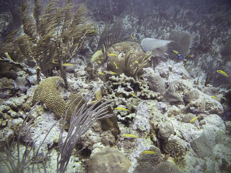 Coral reef full of fish and see life