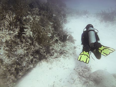 Scuba diver swimming around a coral reef