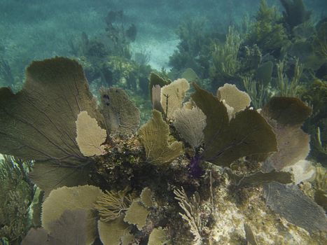 Coral reef home to a great biodiversity