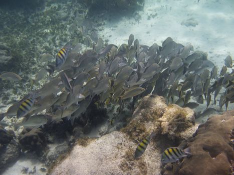 french grunt swimming around rocks