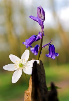 Bluebell and woodland Anemone peeping from behind a rotting tree stump