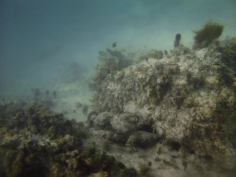 rock cover with algea at the bottom of the sea