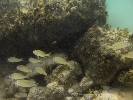baby grupper swimming around rocks