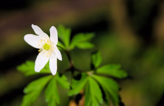 Woodland Anemone flower