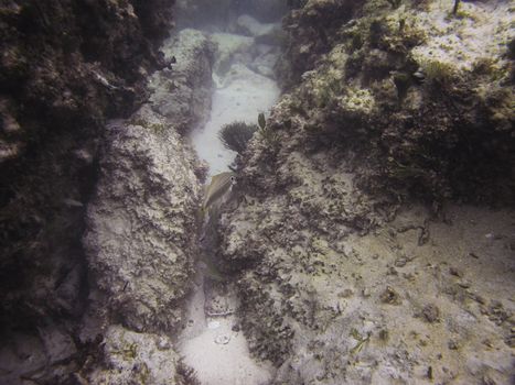 juvenile french grunt hiding between the rocks