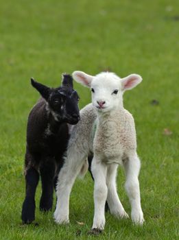 Two cute young spring lambs