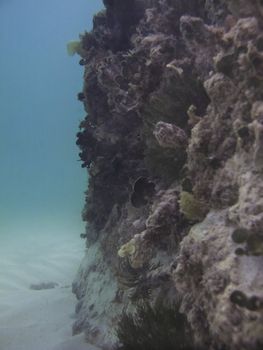 Close up view of a giant rock wall underwater