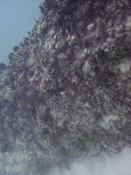 Coral wall creating a natural barrier