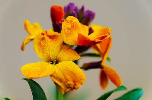 Bright color Wallflower plant