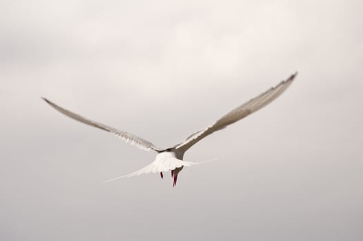 tern at the coast of st. peter-ording / germany